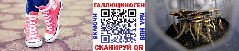 Псилоцибиновые грибы Psilocybe  Мамадыш 